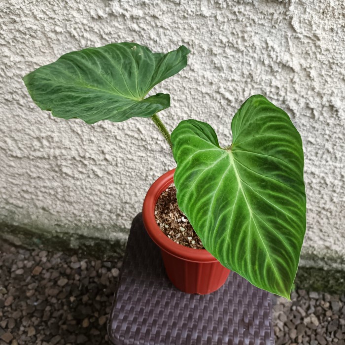 PROMO philodendron verrucosum / tanaman hias philodendron verrucosum