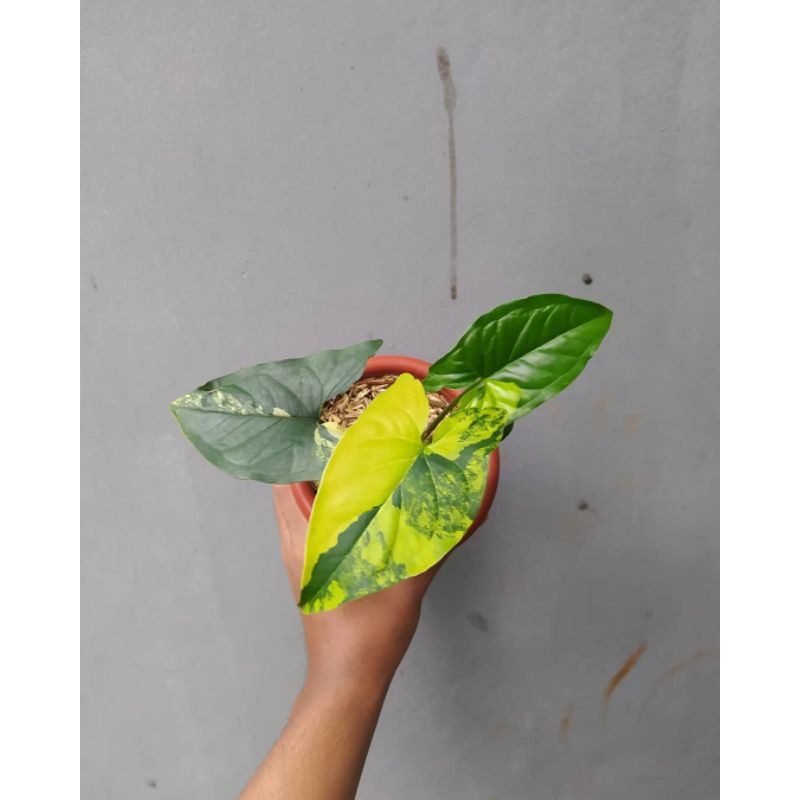 Tanaman hias sygonium varigata yellow