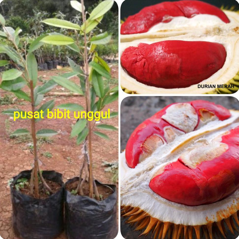 *_$ BIBIT BUAH DURIAN MERAH KAKI 3 SUPER ASLI #AS_