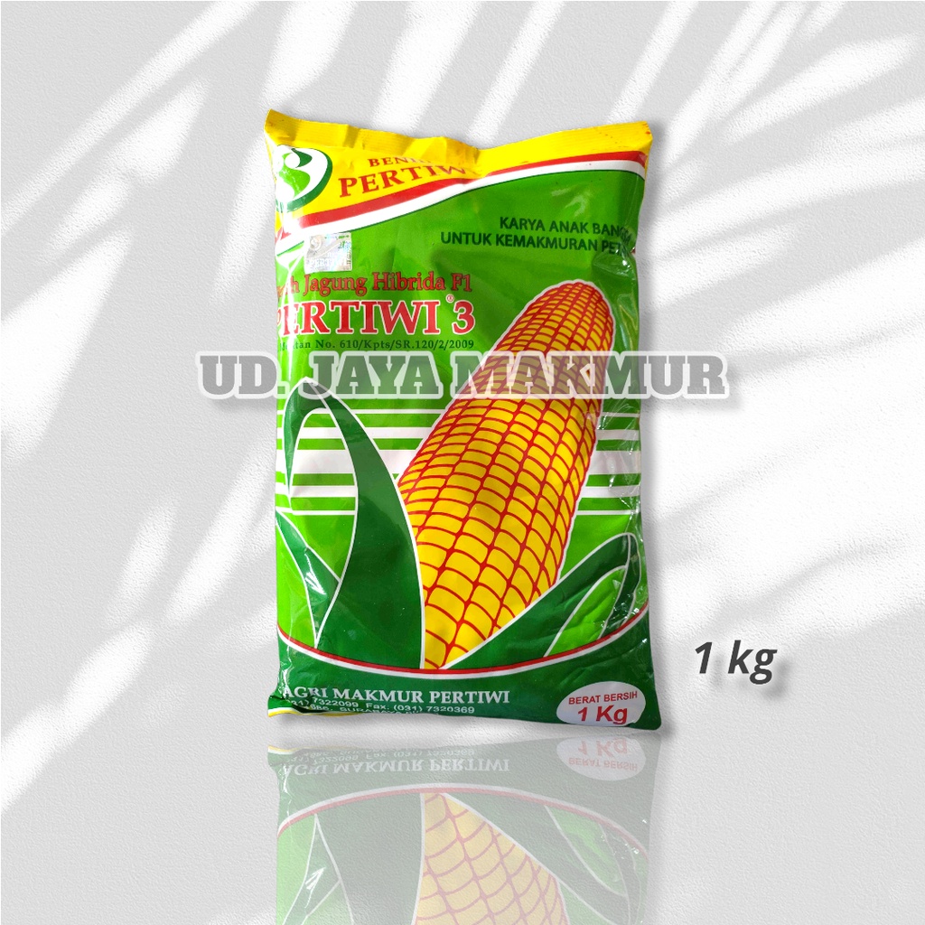 BIBIT JAGUNG PERTIWI / BENIH JAGUNG