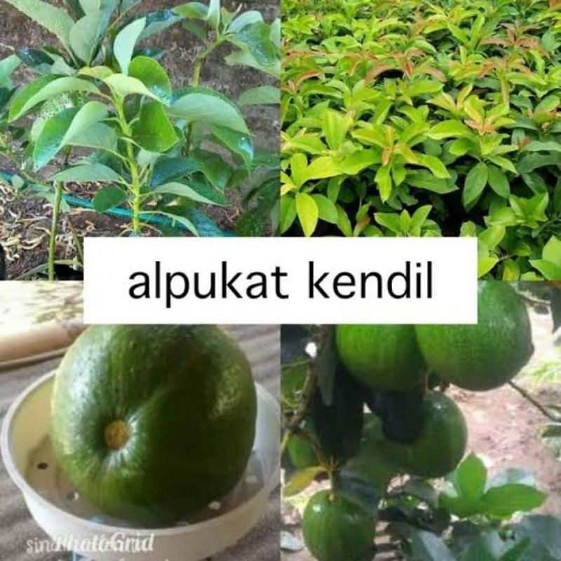 Bibit Alpukat kendil Alpukat super jumbo