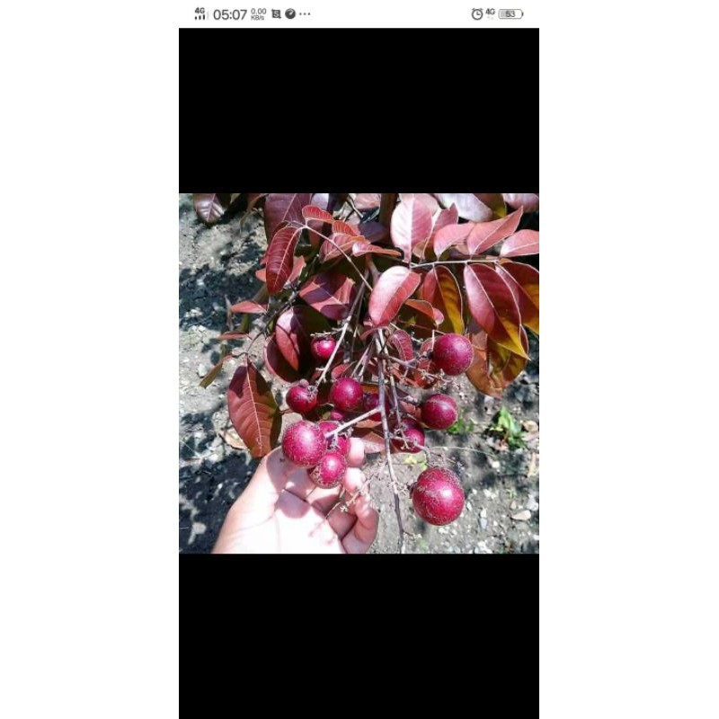 

bibit pohon kelengkeng merah kondisi berbunga