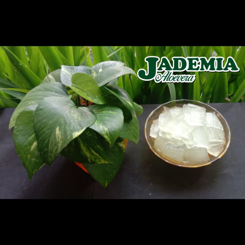 

LIDAH BUAYA/ ALOEVERA KUPAS (500 gr)