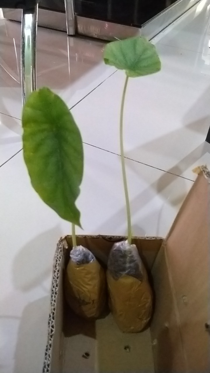 Alocasia Clypeolata Green Shield Tengkorak