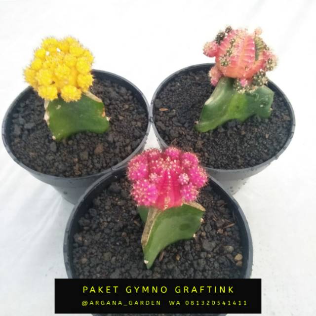 

Kaktus gymnocalysium colour import