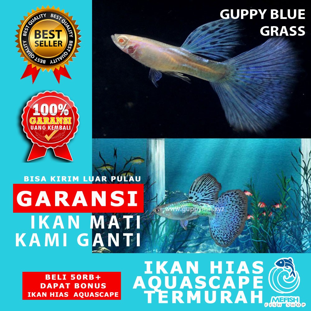 Ikan hias murah aquascape aquarium air tawar laut - MEFISH_ID - GUPPY BLUE GRASS