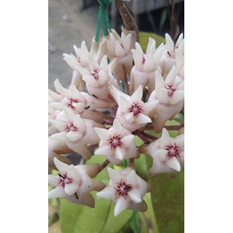Hoya Mitrata Borneo | Tanaman Hias | Hoya Tanaman Gantung