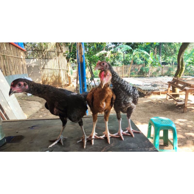 

ayam kampung usia remaja