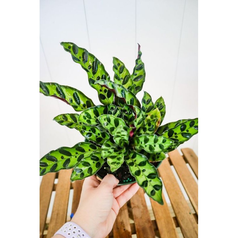 Tanaman Hias Calathea Lancifolia - Indoor Plants