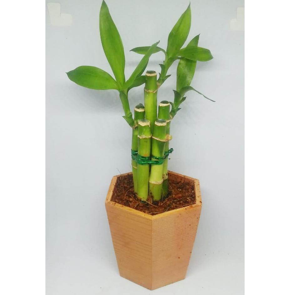 【JOB】 Bambu Hoki Mini plus pot kayu