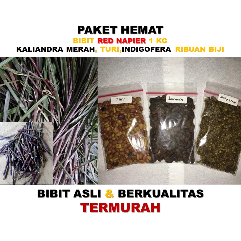 Bibit Red napier  1 kg, indigofera, kaliandra merah, turi kualitas super