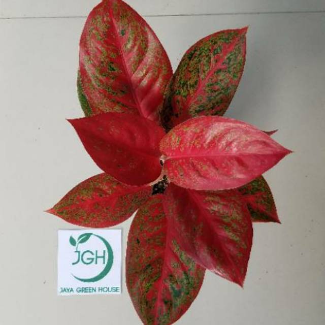 Aglonema Red Stardust Shopee Indonesia