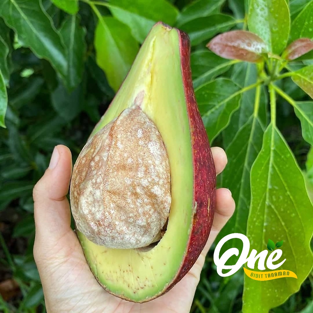 Bibit Alpukat Red Vietnam Cepat Berbuah Dalam Pot