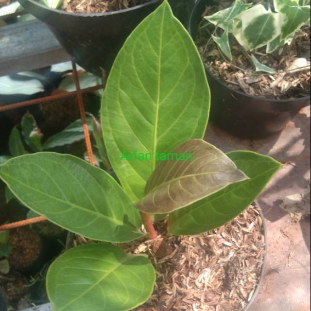 tanaman hias bibit antorium jemani kobra