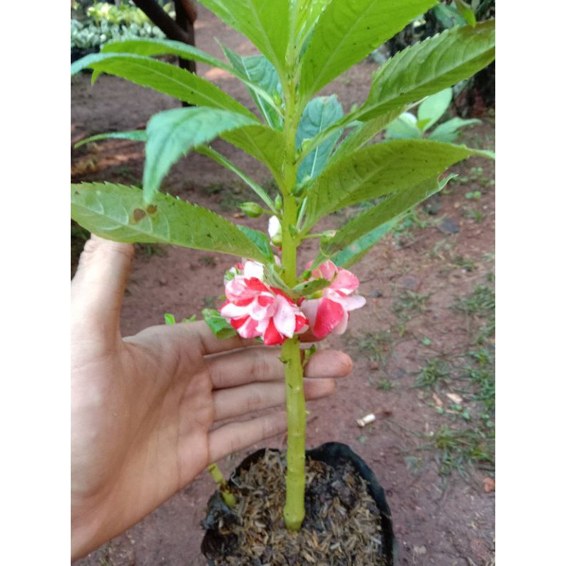 tanaman hias pohon pacar air tumpuk warna bunga batik merah putih