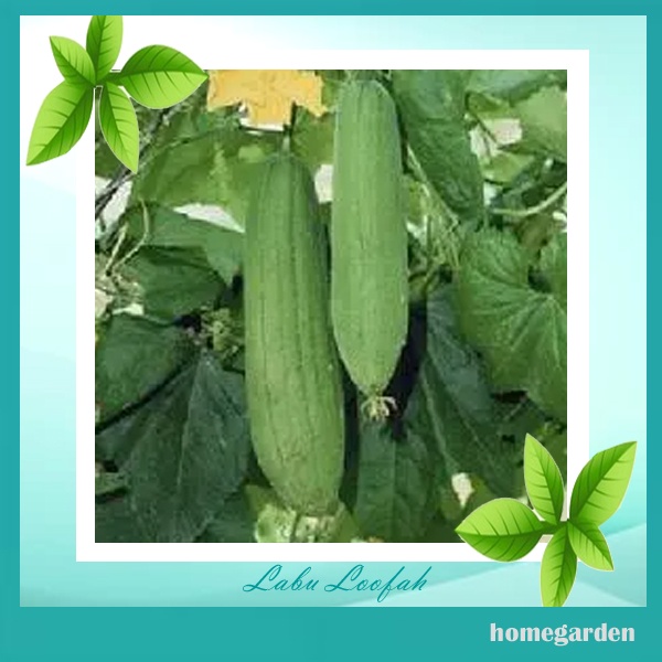 Bibit Blustru Benih Belustru Bibit Loofah Bibit/Benih Petola Benih Ketola Bibit Tanaman Sayuran