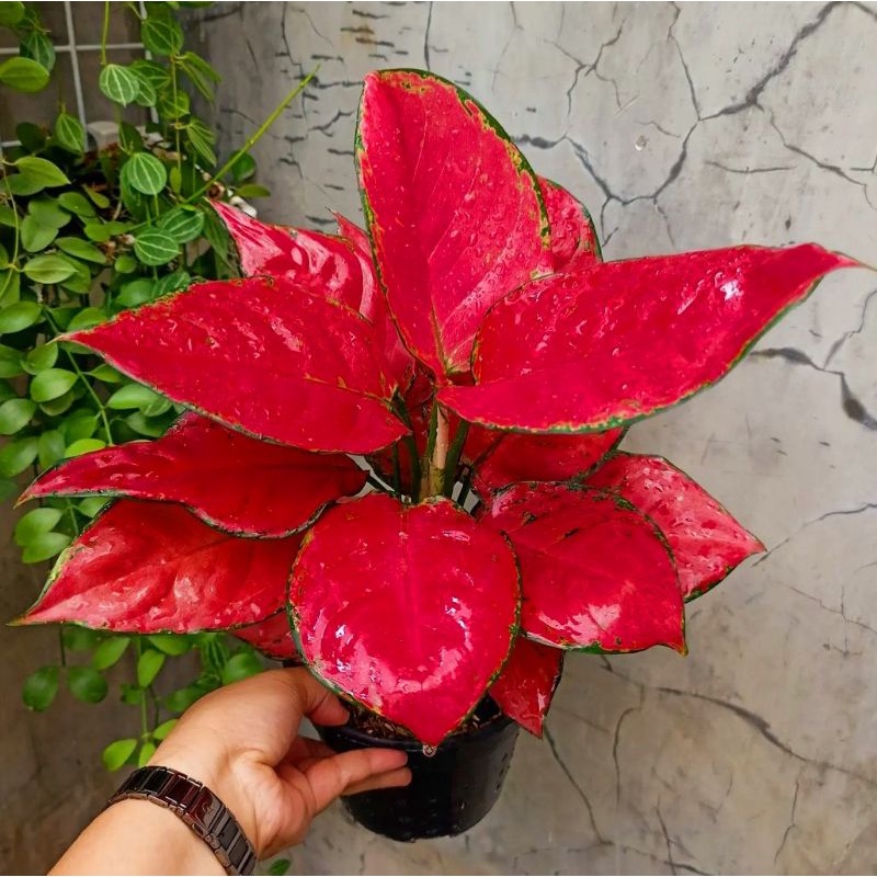 Jual TANAMAN HIAS RED ANJA UK DAUN 3-4+ | Shopee Indonesia