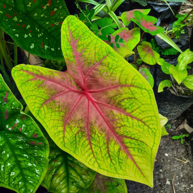 Tanaman hias Keladi bicolor merah-hijau