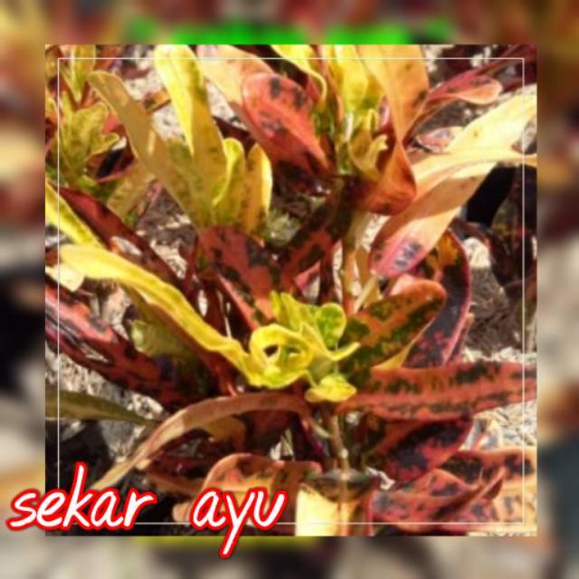 Tanaman Hias Puring Lombok.