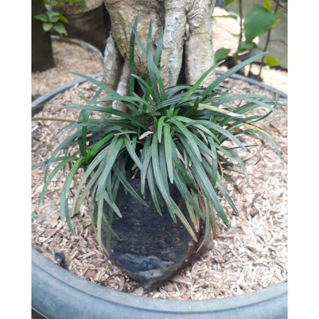 Tanaman hias kucai mini/rumput kucai mini