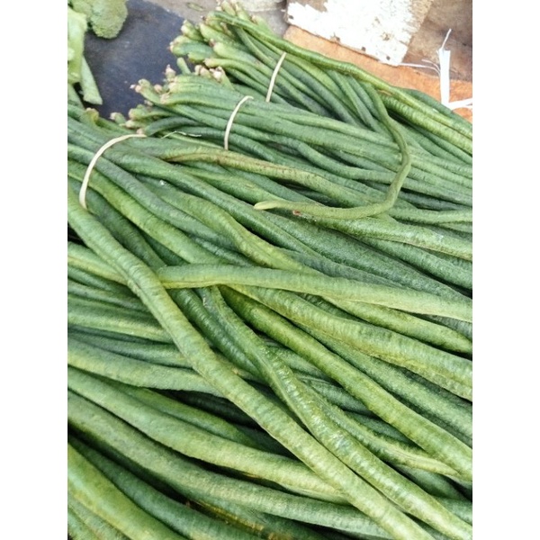 

Kacang Panjang
