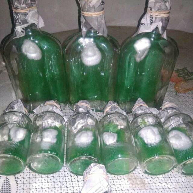 Bibit F0 Jamur Tiram putih HU