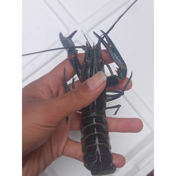 PAKET HEMAT INDUKAN(LobsterAirTawar/10 Ekor+1 ekor gendong telur)size 5-inchi