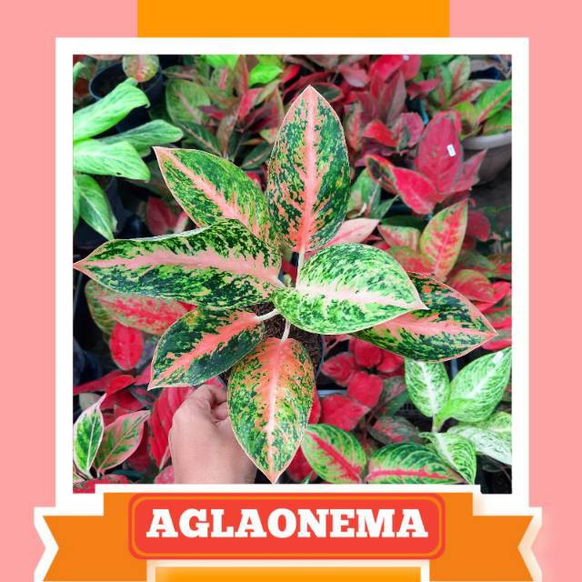 Tanaman Hias Aglaonema Stardust orange