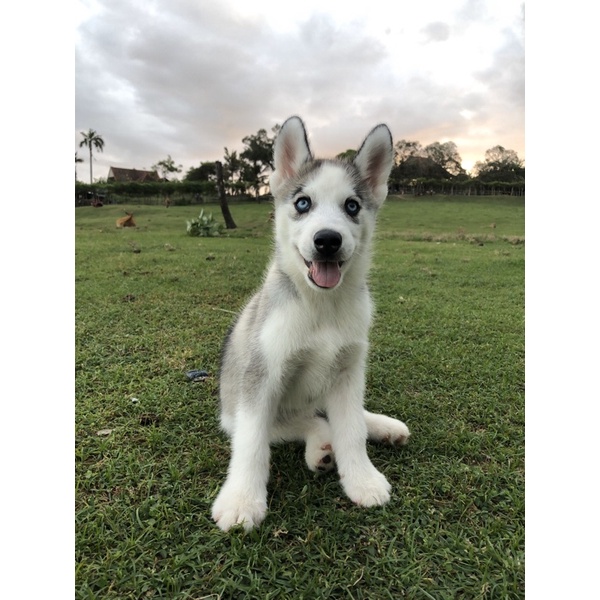 Siberian Husky Jantan Stambum “SOLD”
