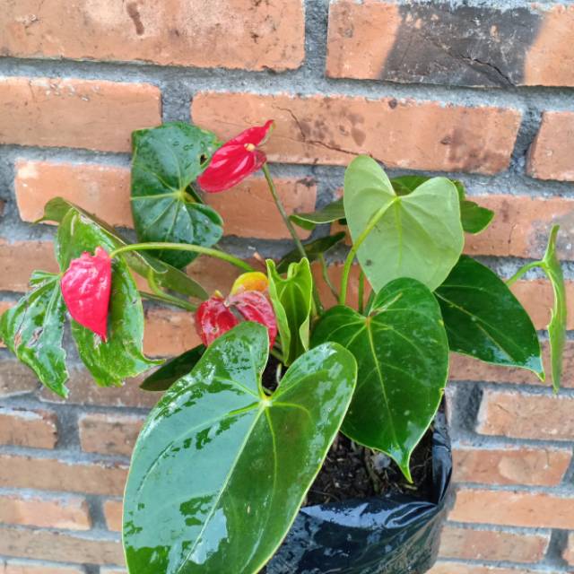 Anthurium mini