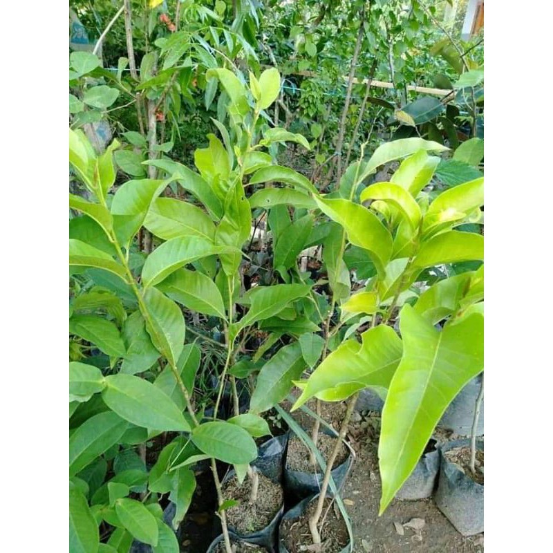 Bunga Cempaka / bunga kanthil