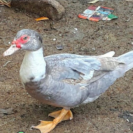 TELUR ENTOK MENTOK RAMBON UNTUK DITETASKAN FERTIL ASLI