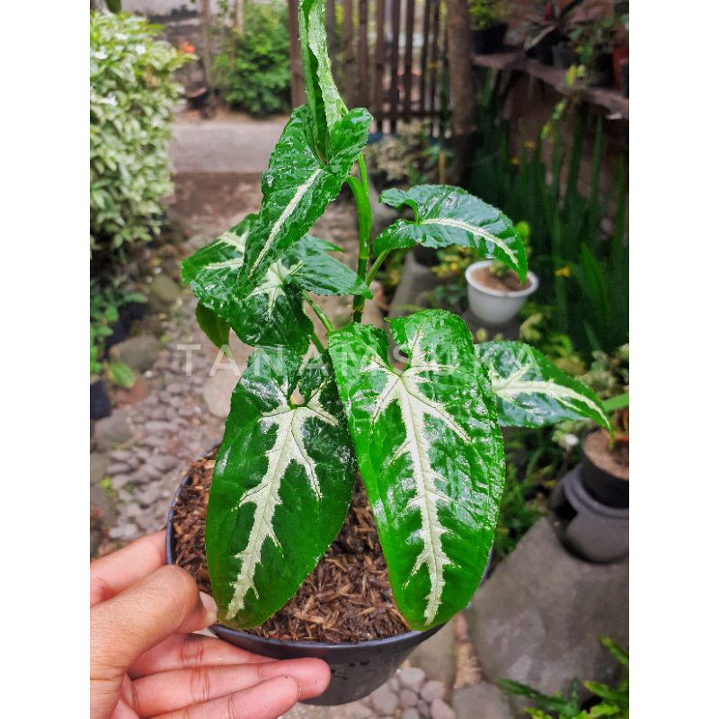 Syngonium wendlandii