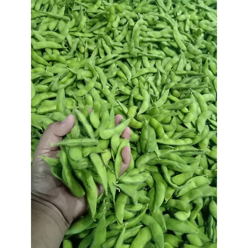 EDAMAME/KACANGJEPANG/kedelai/kacang/fresh/segar/ 1kg