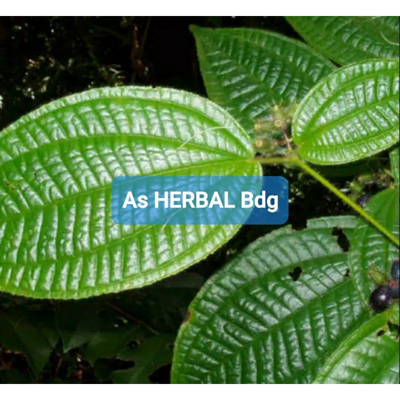 

Daun Harendong Segar Clidemia Hirta 800 gram-az