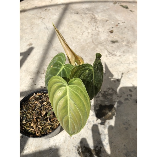 melanochrysum melano