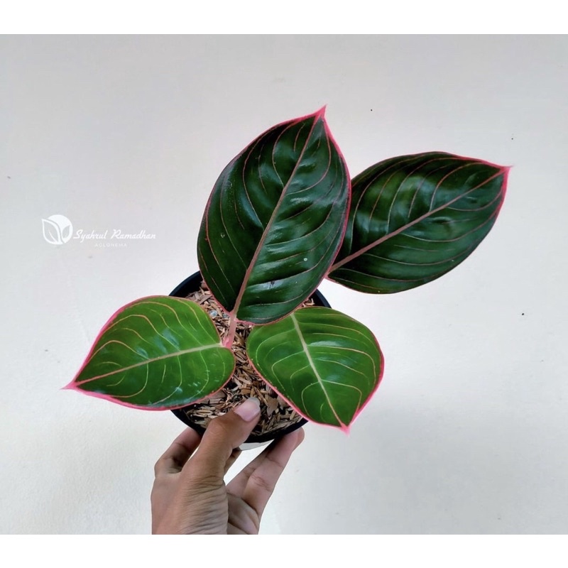 BIBIT/BABY AGLONEMA LIPSTIK GREG