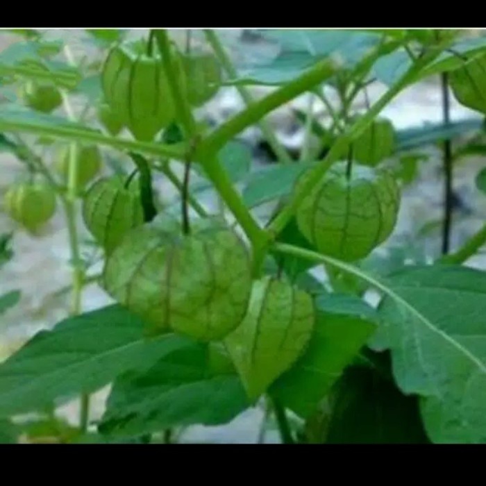 Daun ciplukan pohon ciplukan segar pohon cendetan obat herbal