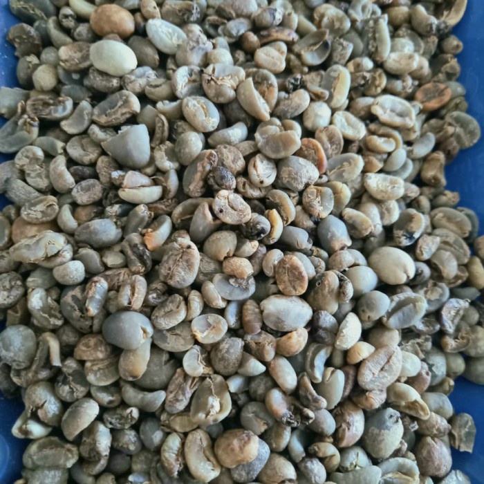 

Green Bean Arabika Gayo G4 komersial beans untuk kopi susu 1Kg