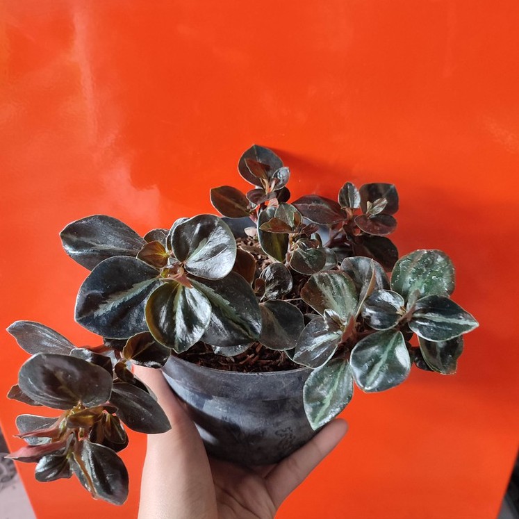 Bunga Peperomia Metallica Brown Cantik Murah