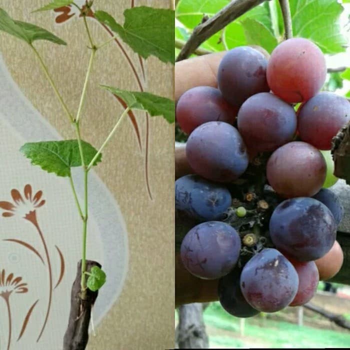 Bibit anggur Isabella termurah