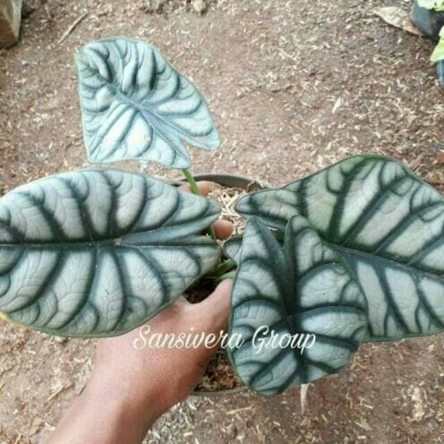 Tanaman Keladi  Tengkorak  Caladium Alocasia Silver  