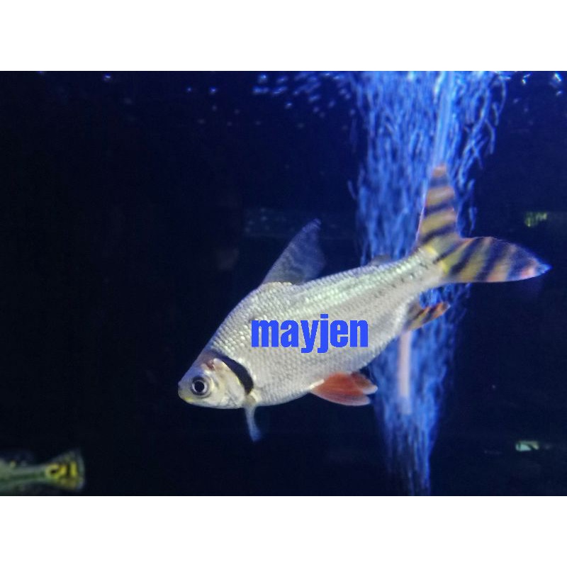 ikan red fei feng rff feifeng