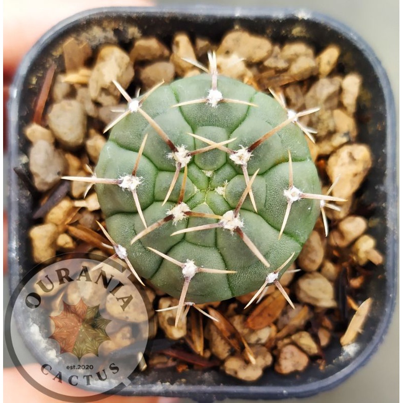 Gymnocalycium Vatteri