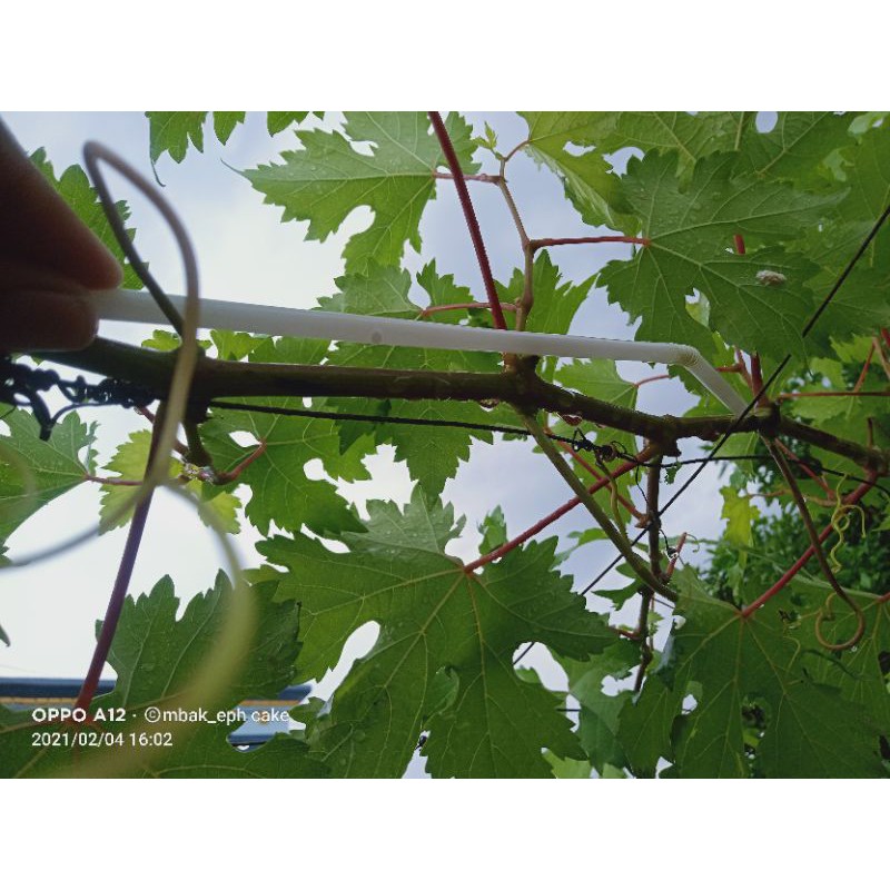 ENTRES NINEL // ENTRES ANGGUR IMPORT NINEL // ENTRES ANGGUR