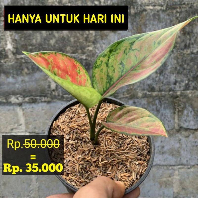 Aglaonema Hengheng || Aglonema hengheng || Aglaonema heng heng || aglonema heng heng
