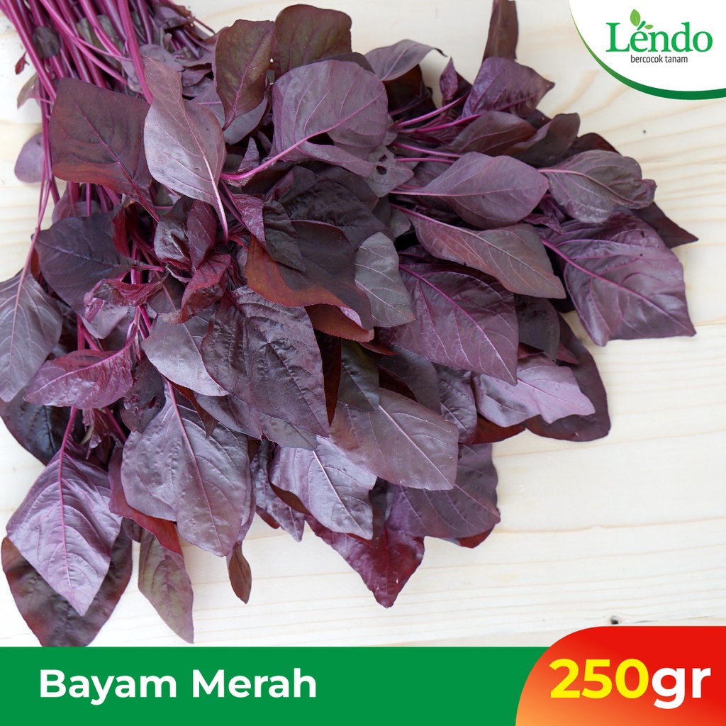 Bayam Merah Organik