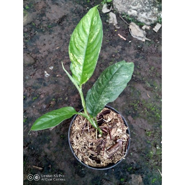 Raphidopora Puberula Variegata