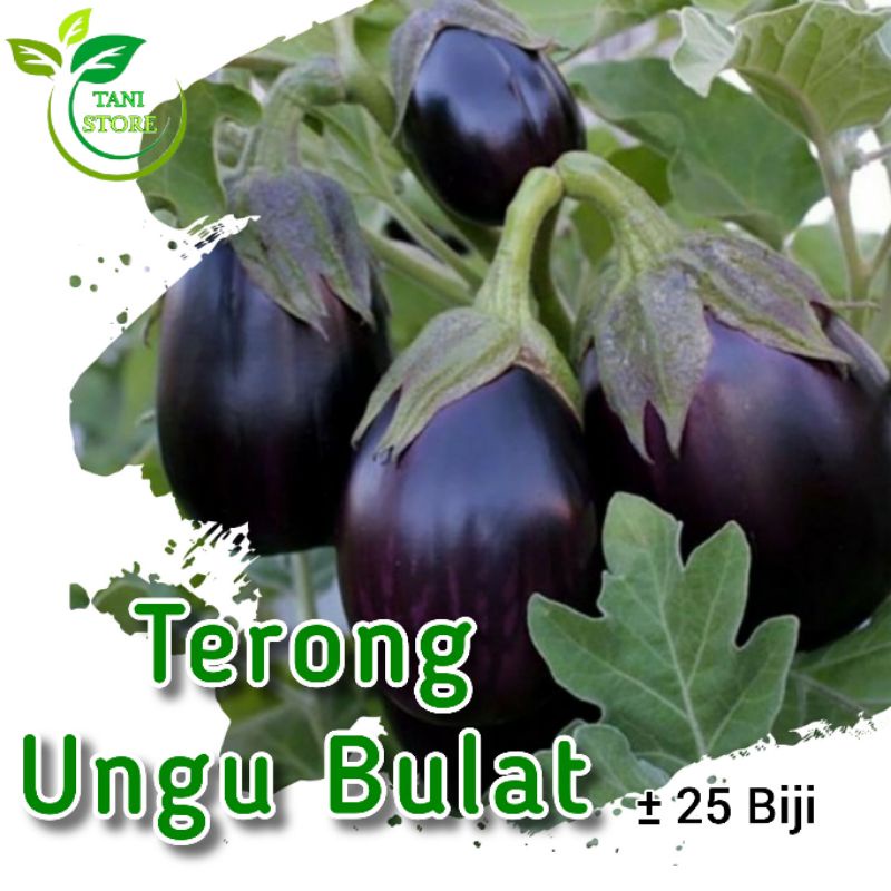 ±20 biji benih terong ungu bulat_bibit terong