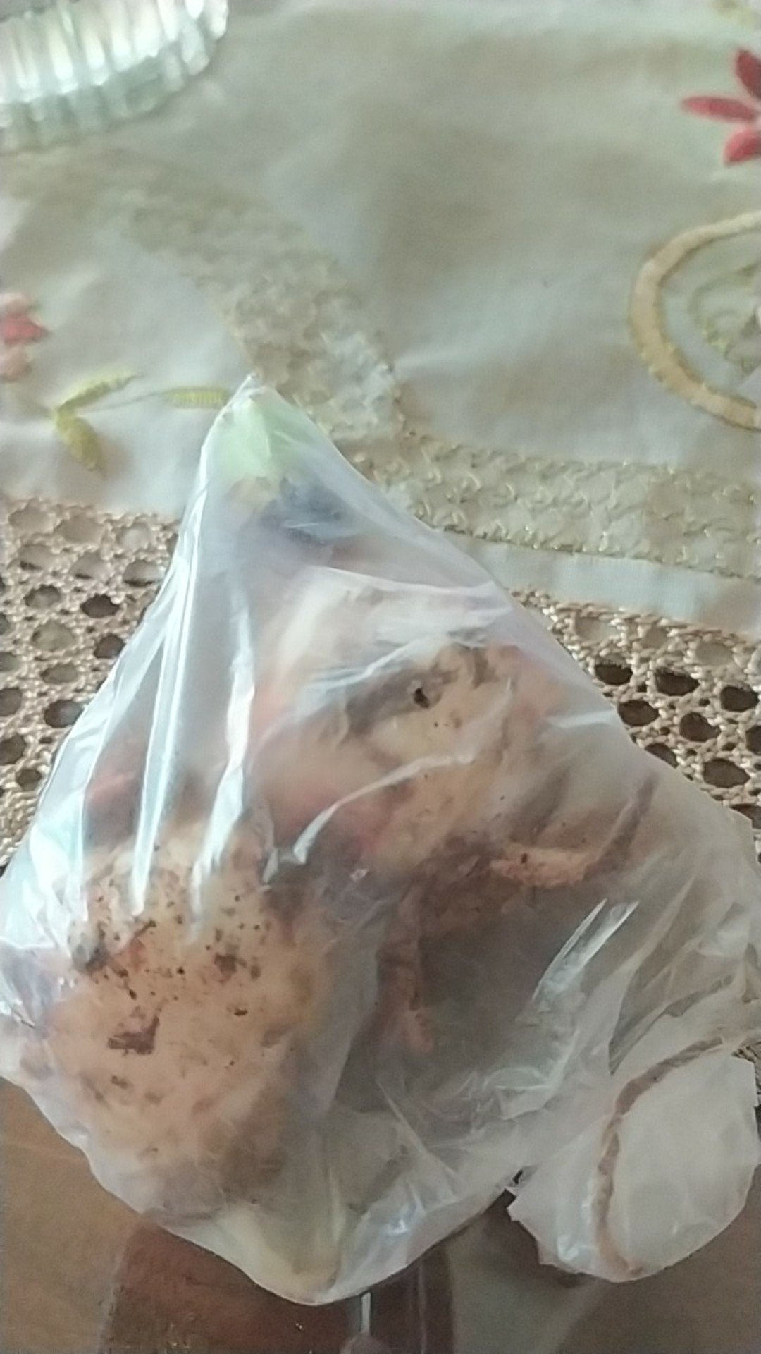 1 Umbi Lily Asiatic Blue Desert Impor, Stok Terbatas